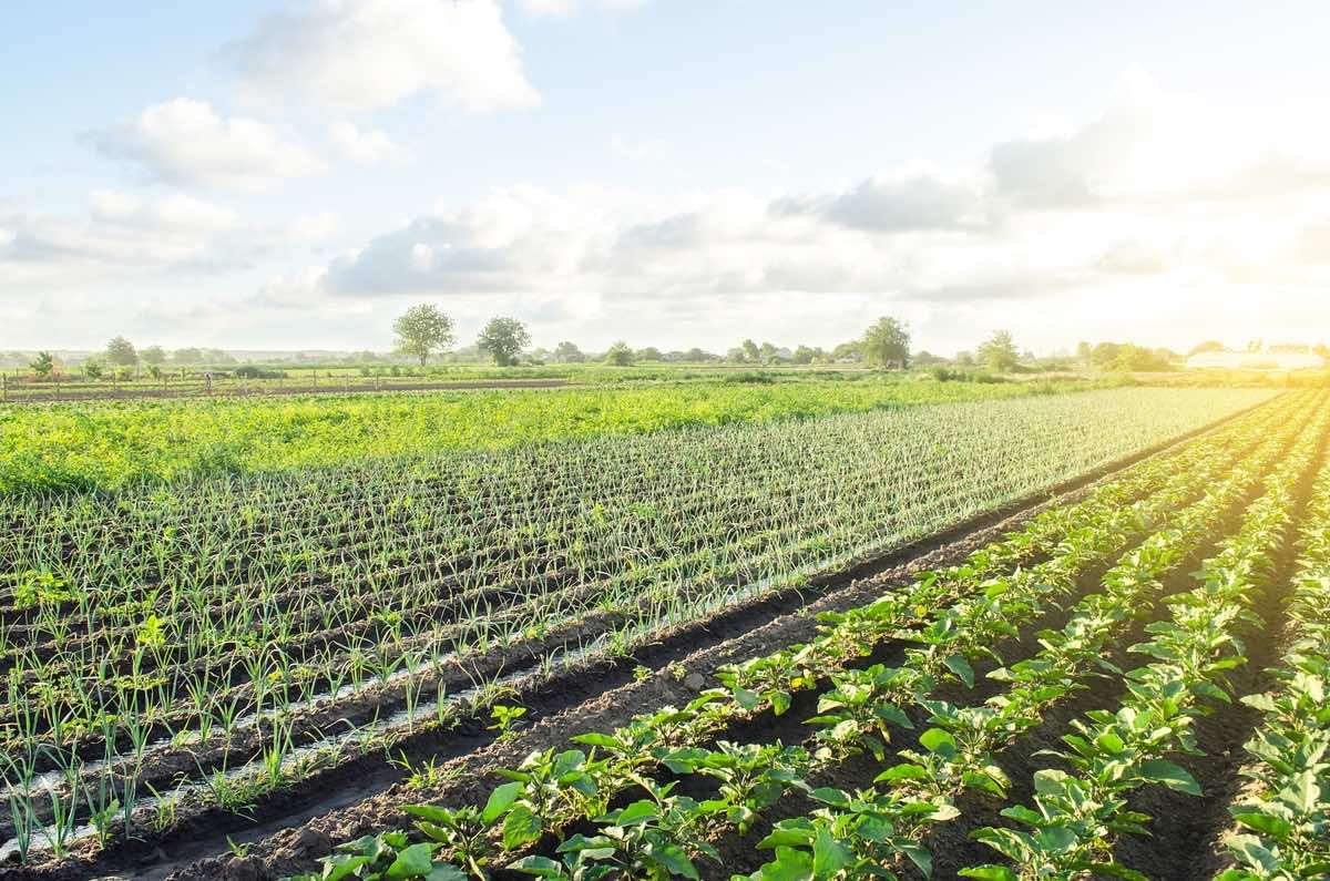 agriculture benefits of EVOQ metamaterials