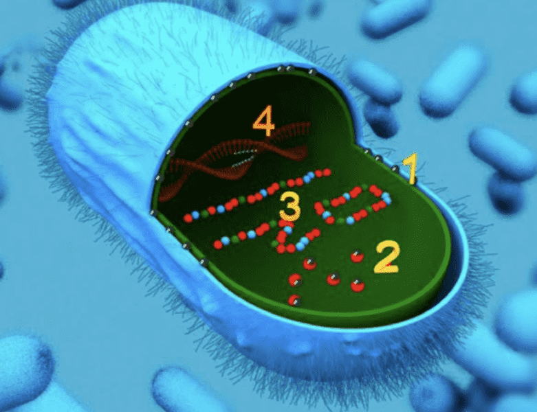 silver ions action in bacteria