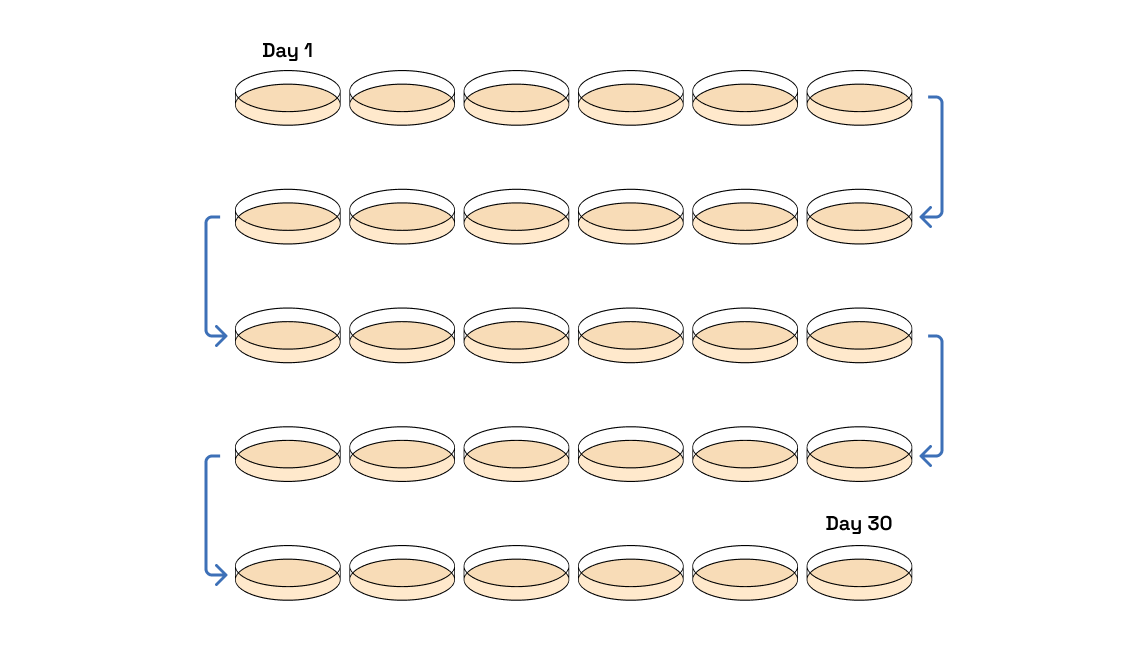 bacteria 4