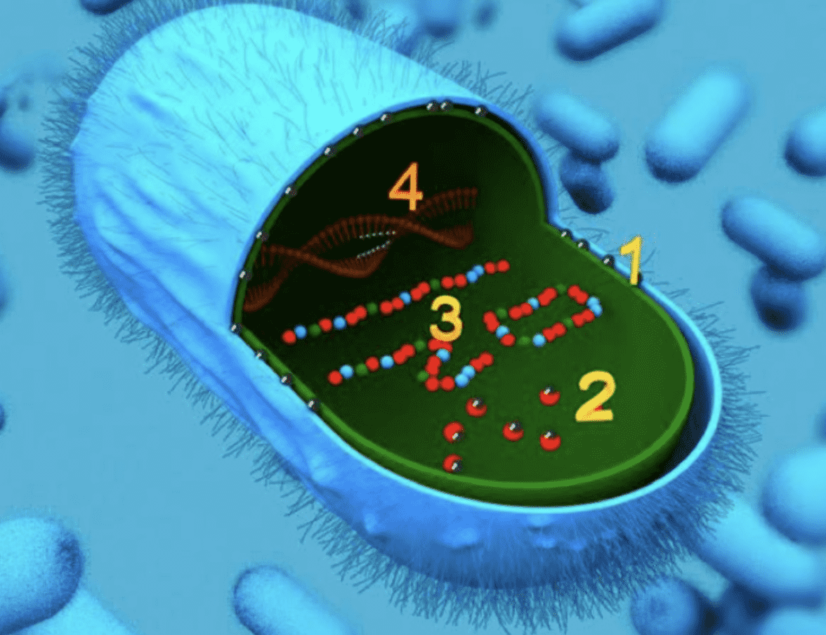 bacterial cell