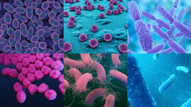 bacterial growth